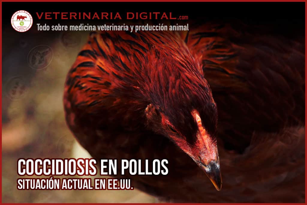 Coccidiosis en pollos: Situación actual en EE.UU.