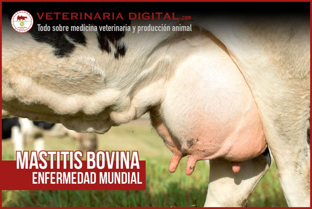 Mastitis bovina: enfermedad mundial