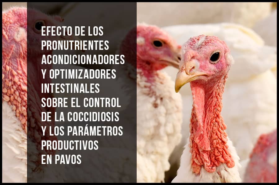 Efecto de los pronutrientes acondicionadores y optimizadores intestinales sobre el control de la coccidiosis y los parámetros productivos en pavos