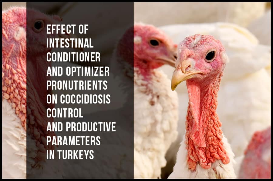 Effect of intestinal conditioner and optimizer pronutrients on coccidiosis control and productive parameters in turkeys