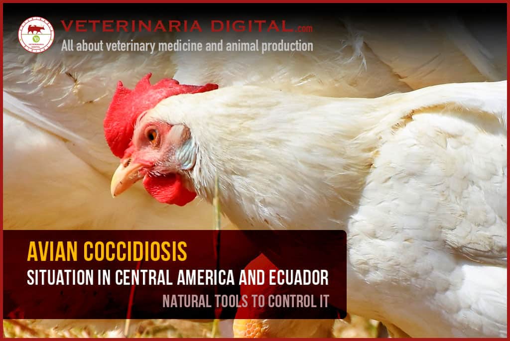 Avian Coccidiosis: Situation in Central America and Ecuador. natural tools to control it