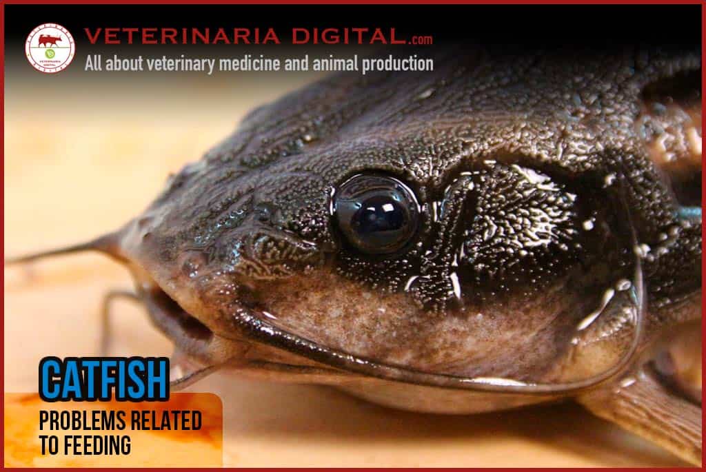 African Catfish: problems related to feeding