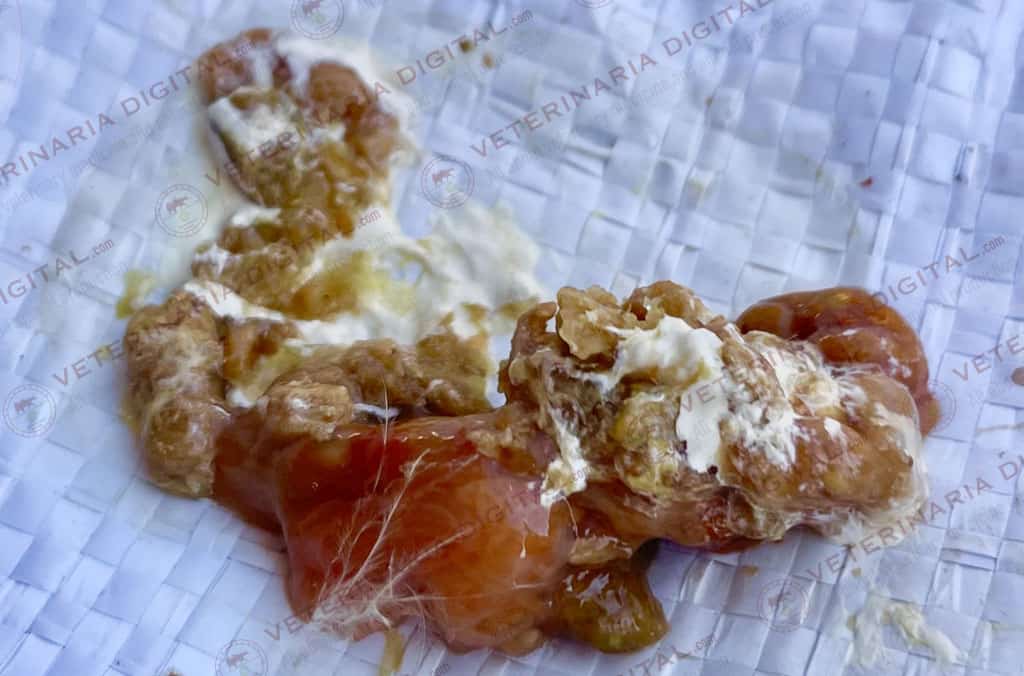 Defoliación de la mucosa intestinal