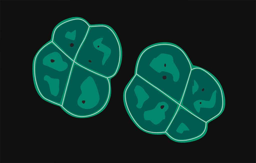 Organismos extremofilos: Deinococcus radiodurans. Divulgación 121
