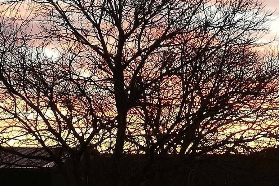 Árbol en hibernación