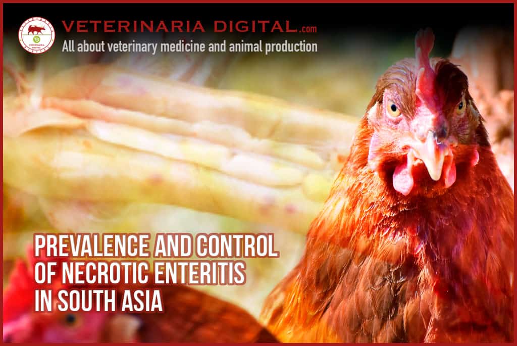 Prevalence and control of necrotic enteritis in South Asia