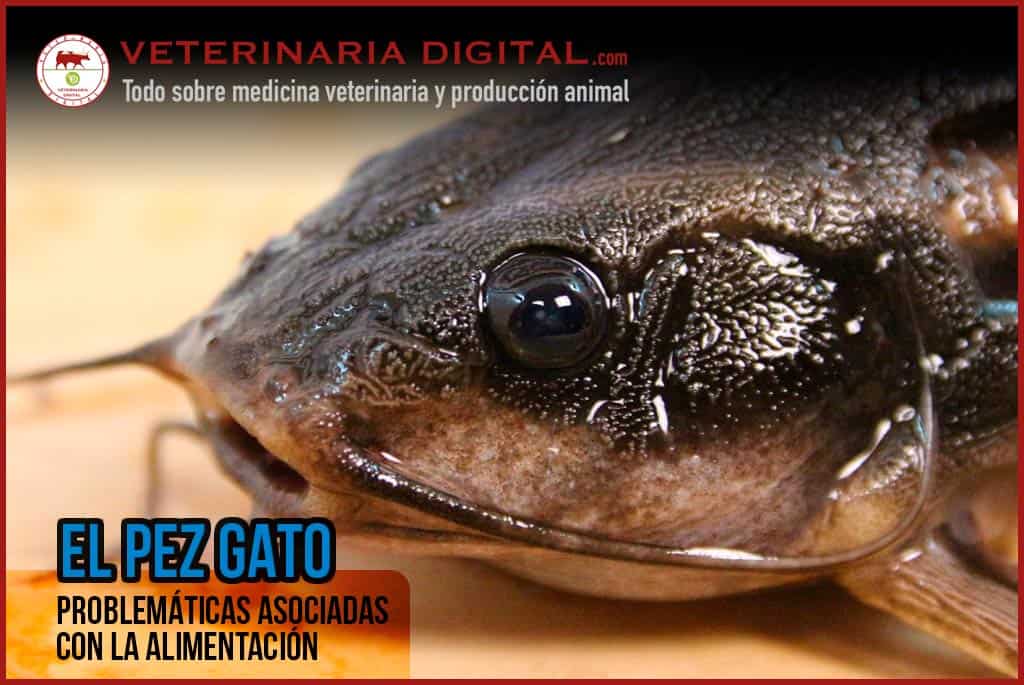 El pez gato africano: problemáticas asociadas con la alimentación