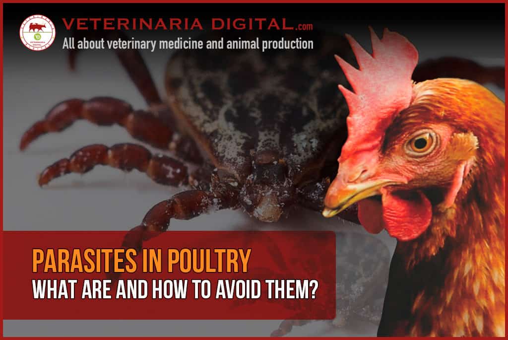 PARASITES IN POULTRY | What are and how to avoid them?