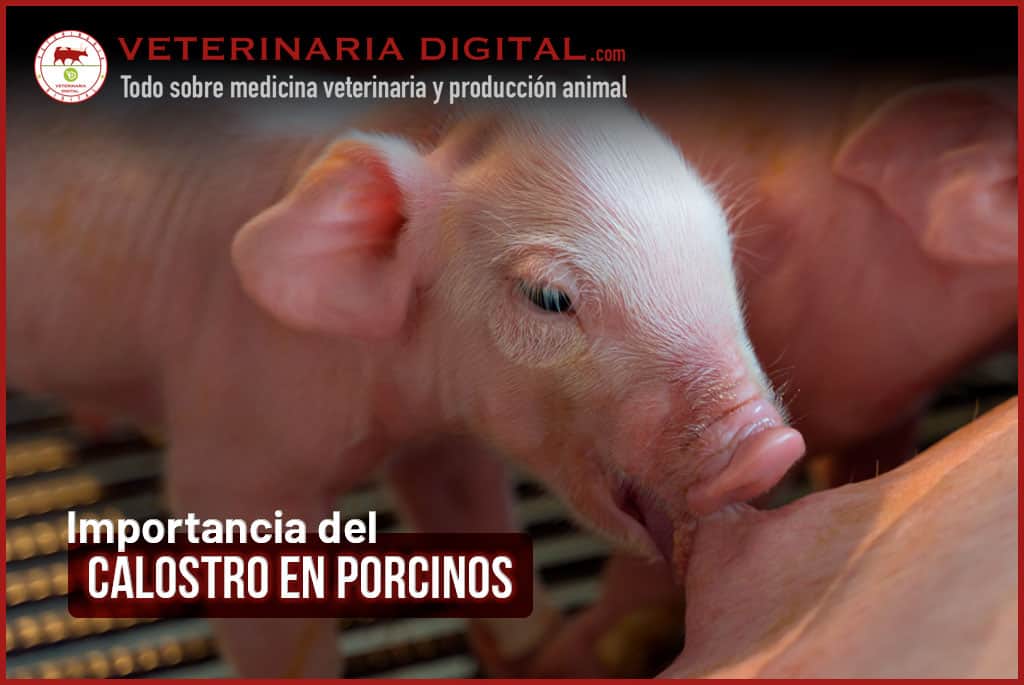 Importancia del calostro en porcinos