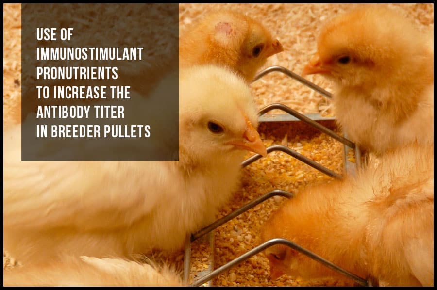 Use of immunostimulant pronutrients to increase the antibody titer in breeder pullets