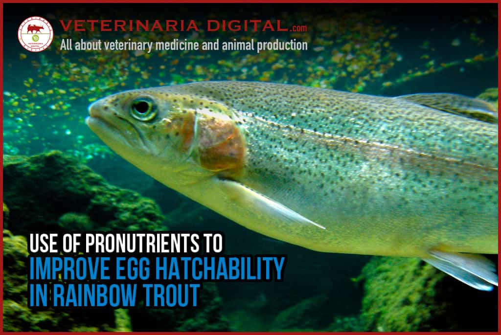 Use of pronutrients to improve egg hatchability in rainbow trout