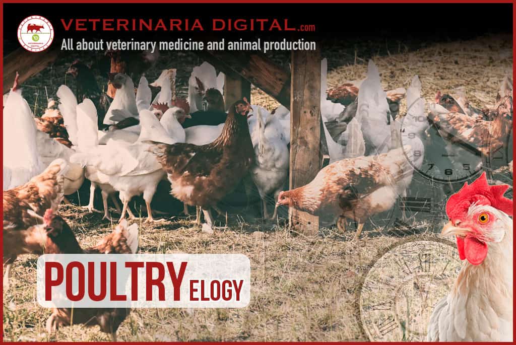 POULTRY ELOGY