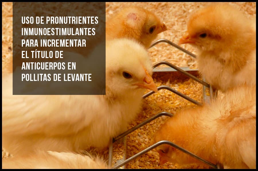 Uso de pronutrientes inmunoestimulantes para incrementar el título de anticuerpos en pollitas de levante