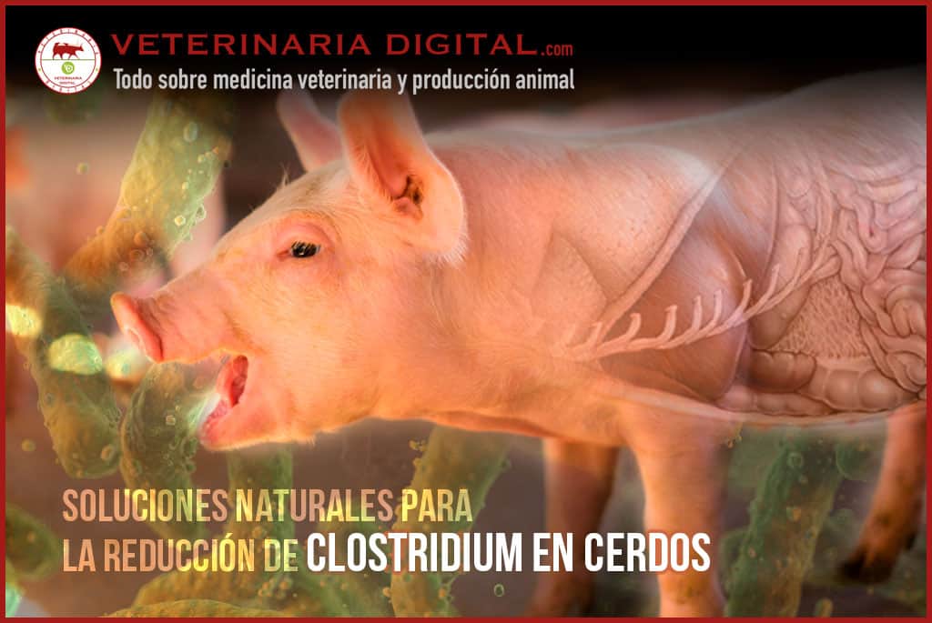 Soluciones naturales para la reducción de Clostridium en cerdos