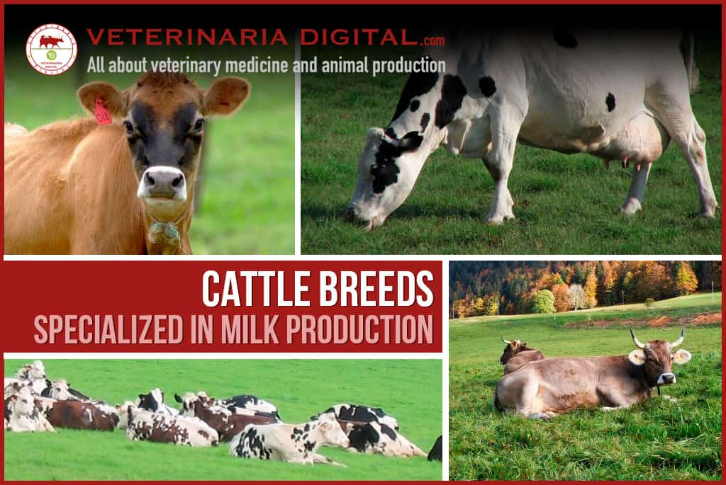 Cattle breeds specialized in milk production
