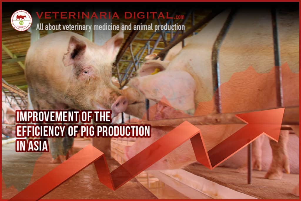 IMPROVEMENT OF THE EFFICIENCY OF PIG PRODUCTION IN ASIA