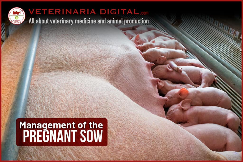 Management of the pregnant sow