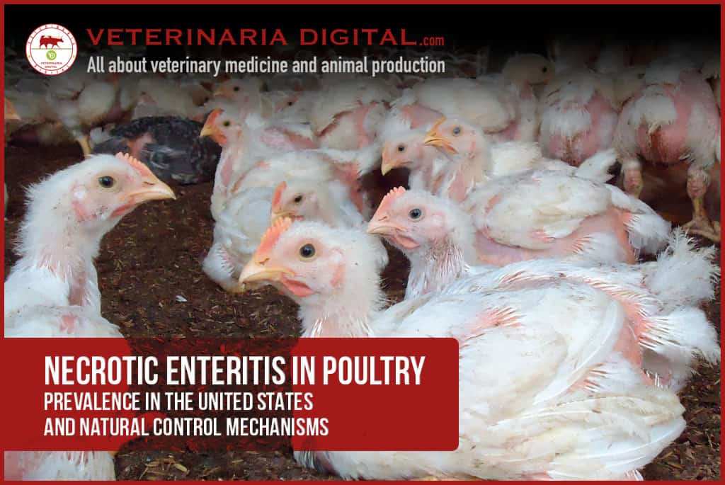 Necrotic enteritis in poultry. United States