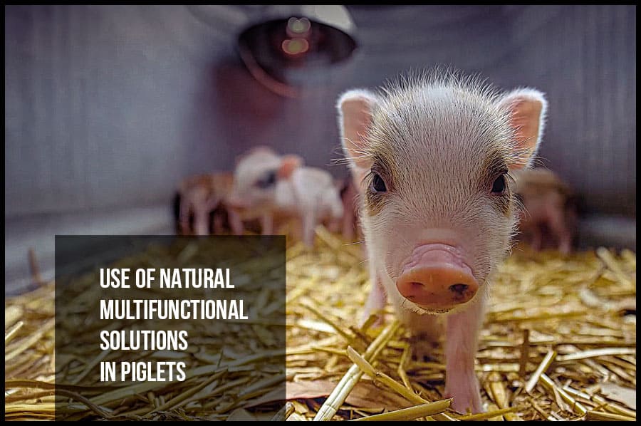 Use of natural multifunctional solutions in piglets