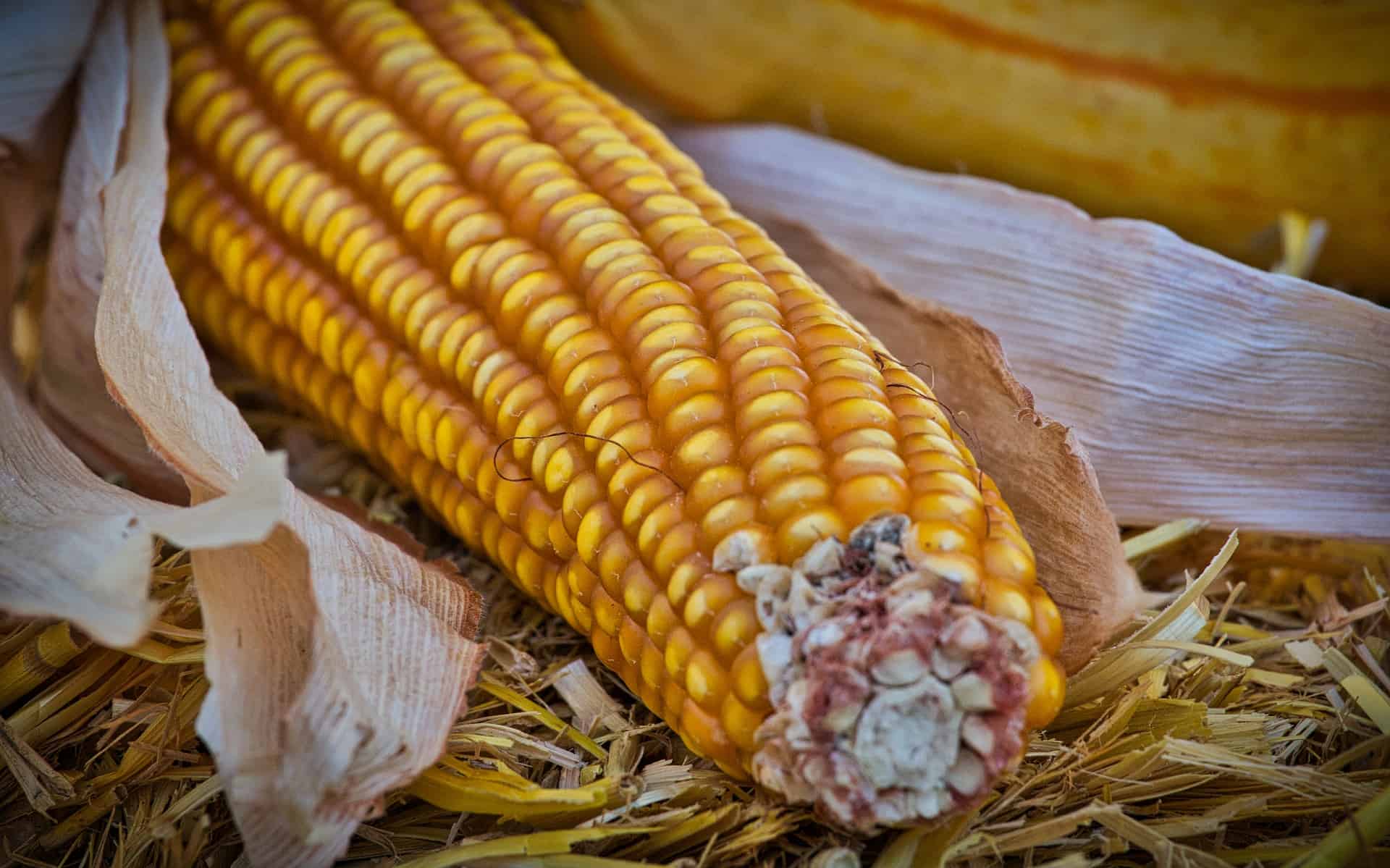 Los precios a futuros del maíz con tendencia a la baja