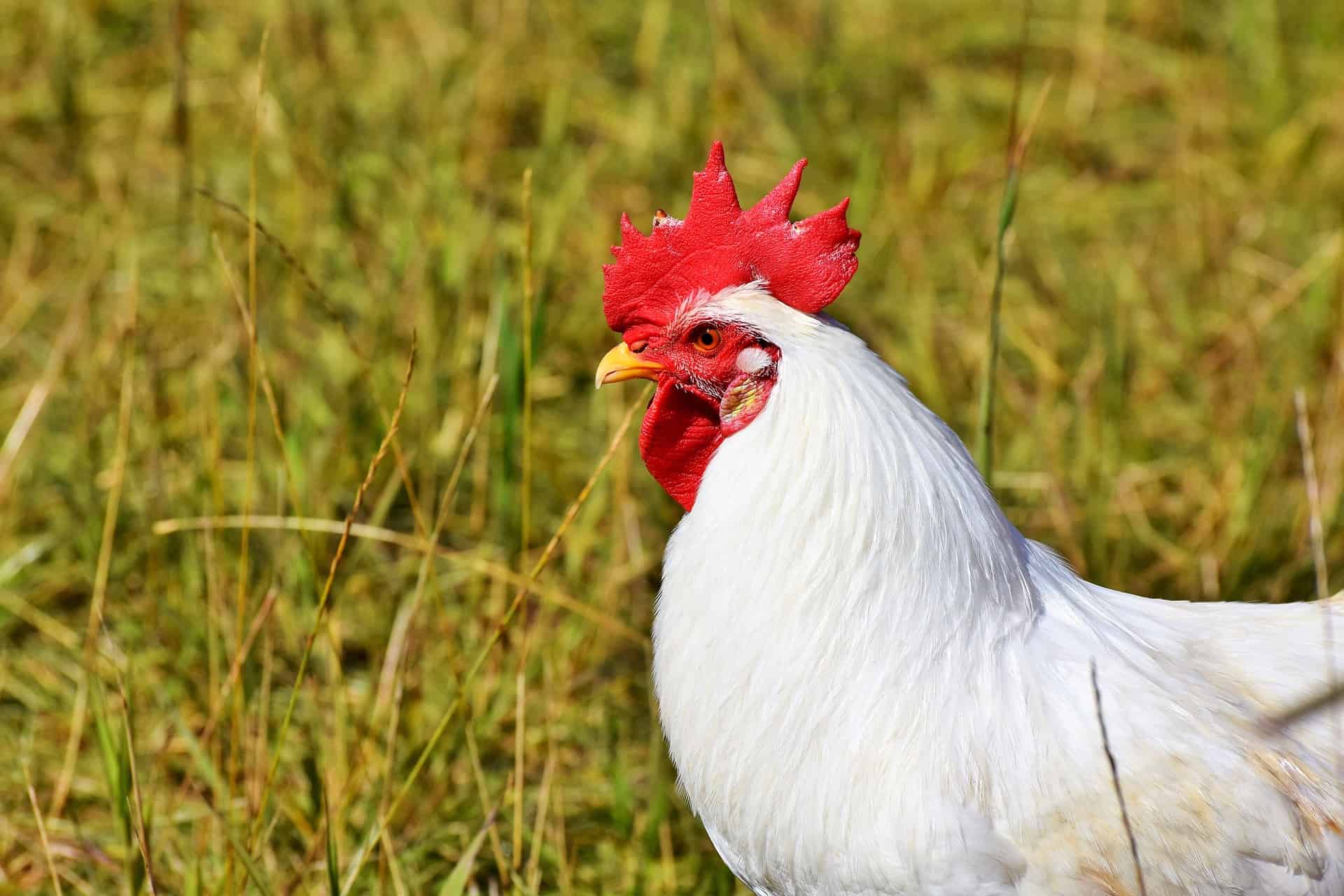 Improve the protection against coccidiosis with Alquernat Coneb