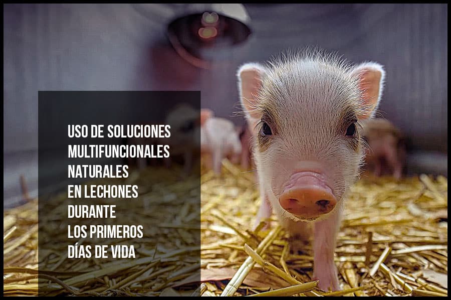 Uso de soluciones multifuncionales naturales en lechones durante los primeros días de vida