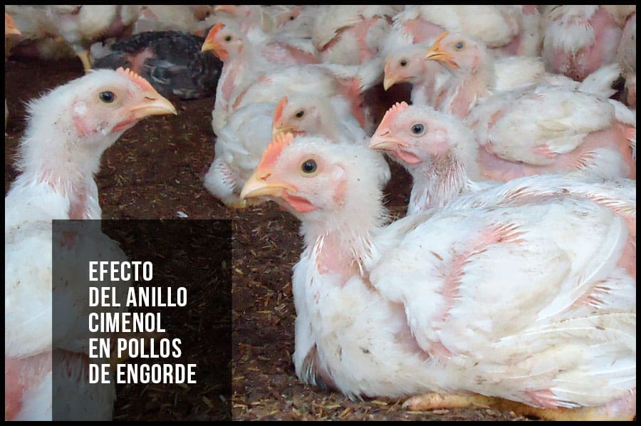 Efecto del anillo cimenol en pollos de engorde