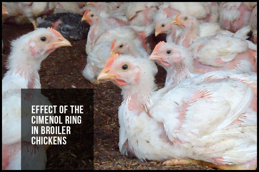 Effect of the cimenol ring in broiler chickens