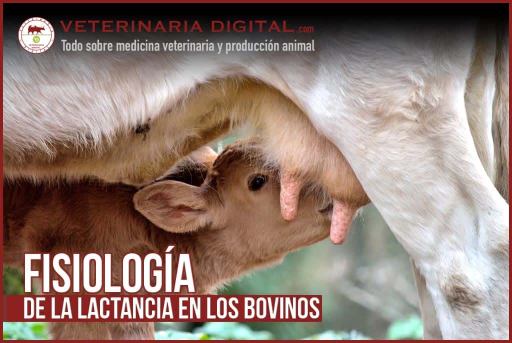 Fisiología de la lactancia en los bovinos