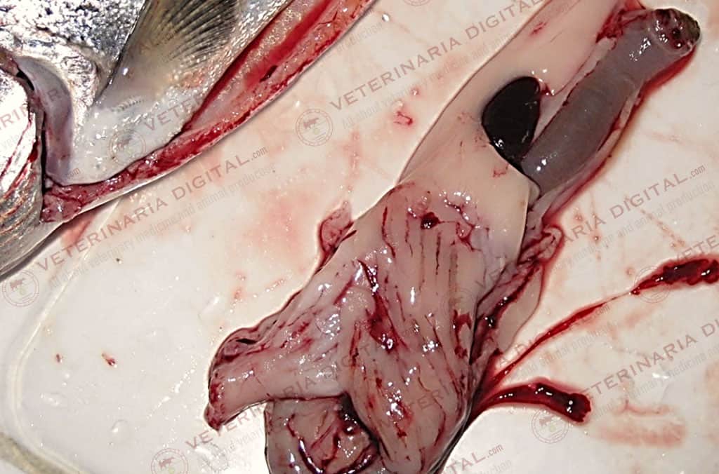 Flavobacteriosis in trout (Internal Lesions)