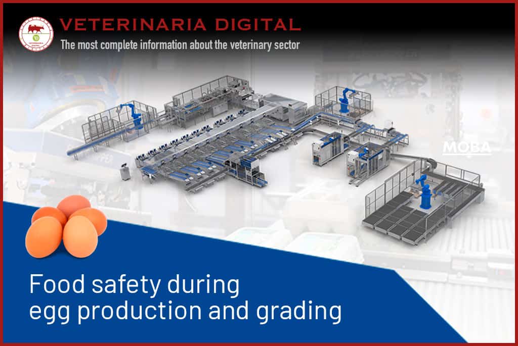 Food safety during egg production and grading