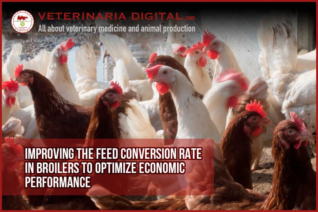 Improving the feed conversion rate in broilers to optimize economic performance