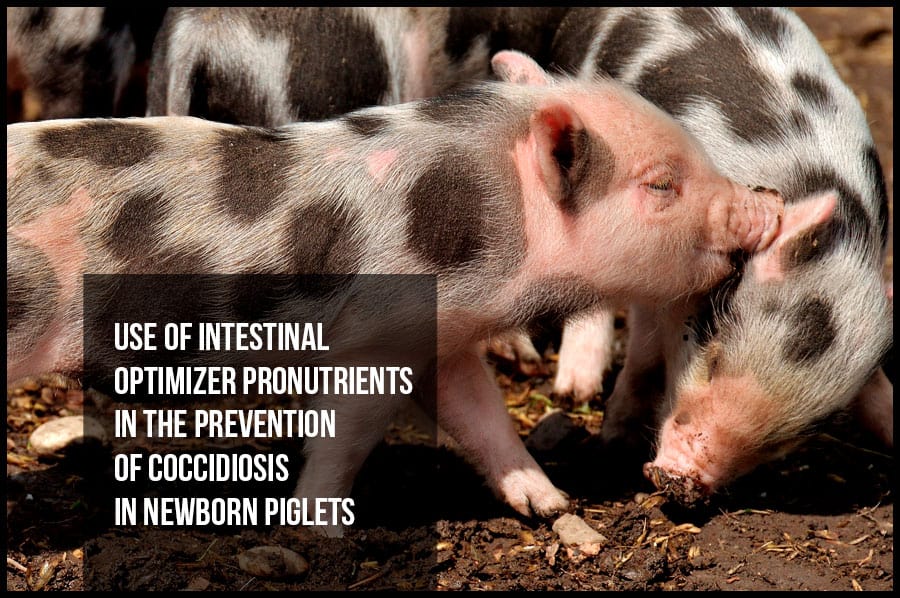 Use of intestinal optimizer pronutrients in the prevention of coccidiosis in newborn piglets