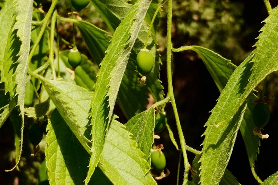 Celtis australis