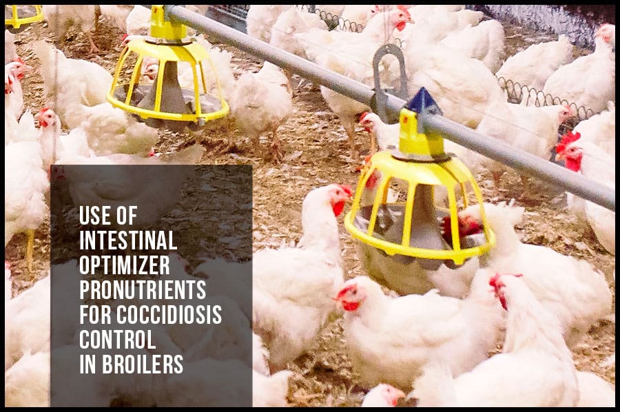 Use of intestinal optimizer pronutrients for coccidiosis control in broilers