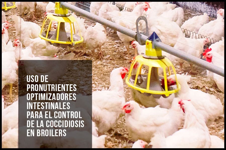 Uso de pronutrientes optimizadores intestinales para el control de la coccidiosis en broilers