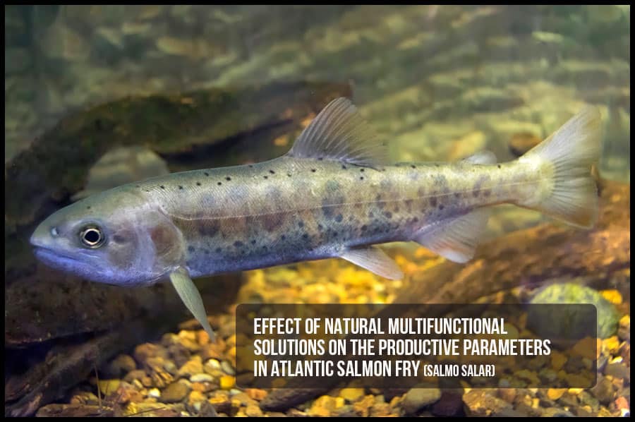 Effect of natural multifunctional solutions on the productive parameters in Atlantic salmon fry (Salmo salar)