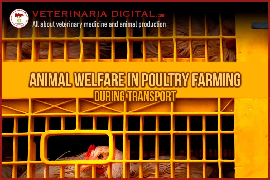 Animal welfare in poultry farming during transport