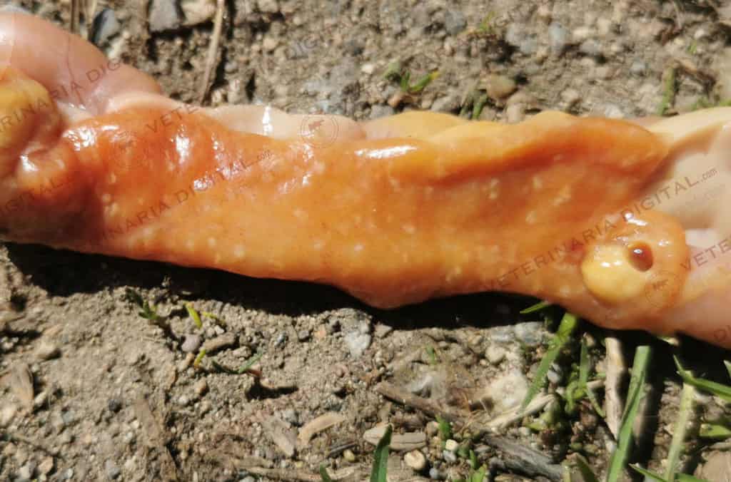 Coccidiosis by E. acervulina in broiler