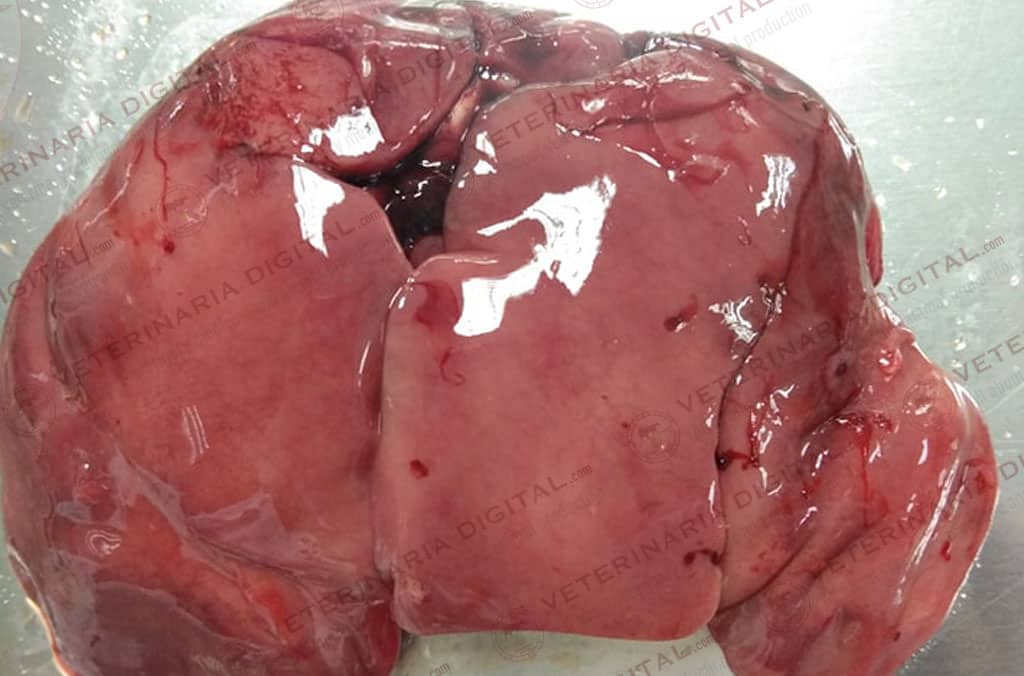 Avian hepatitis by Salmonella