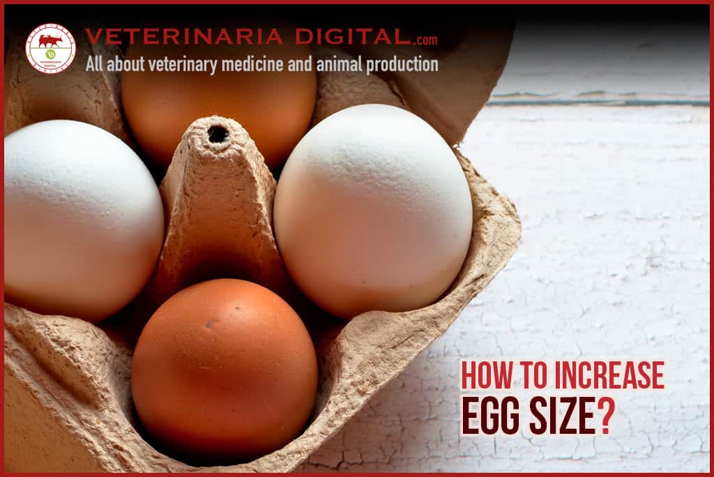 How to increase egg size