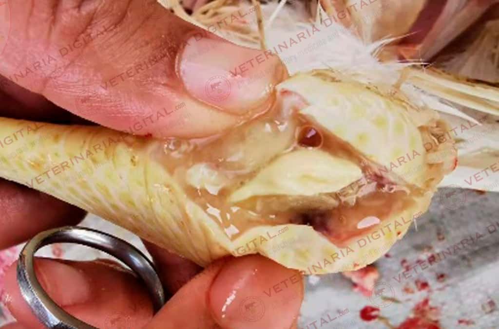 Infección articular en broiler