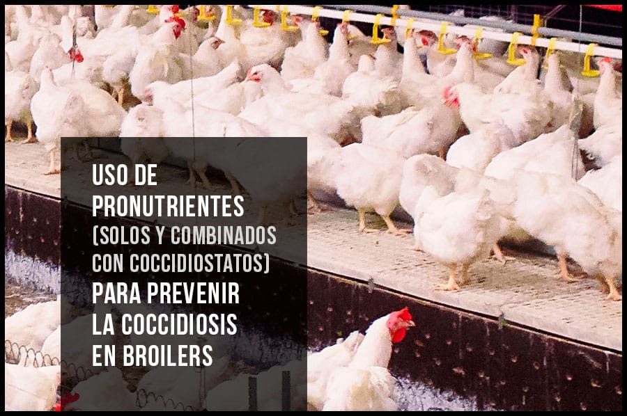 Uso de pronutrientes (solos y combinados con coccidiostatos) para prevenir la coccidiosis en broilers