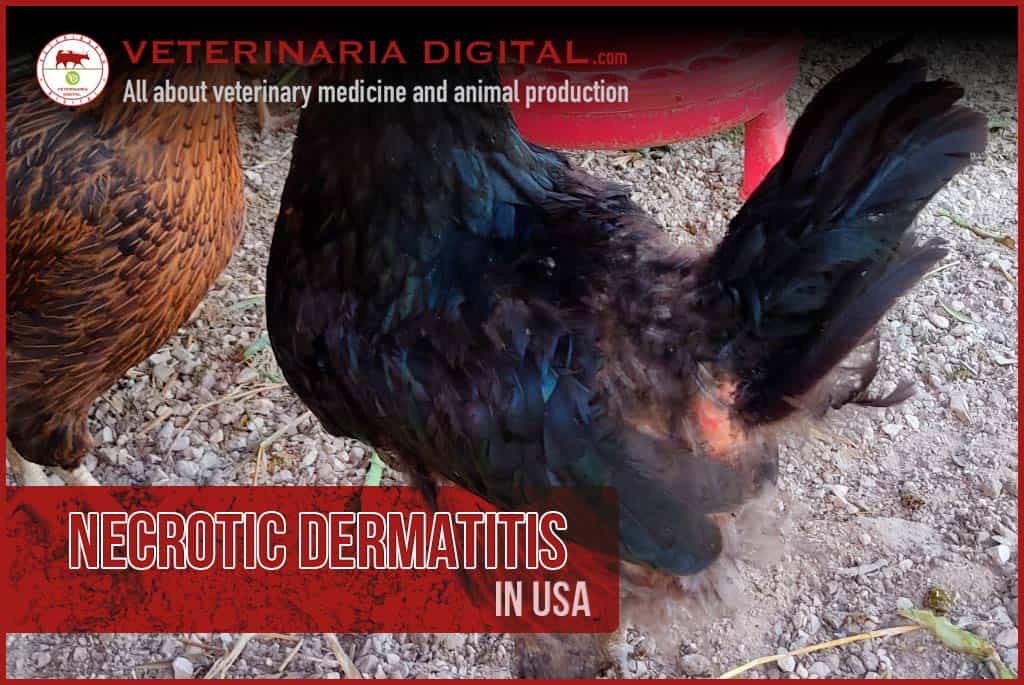 Necrotic dermatitis in USA