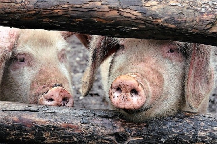 Nuevos brotes de Peste Porcina Africana se reportan en Asia