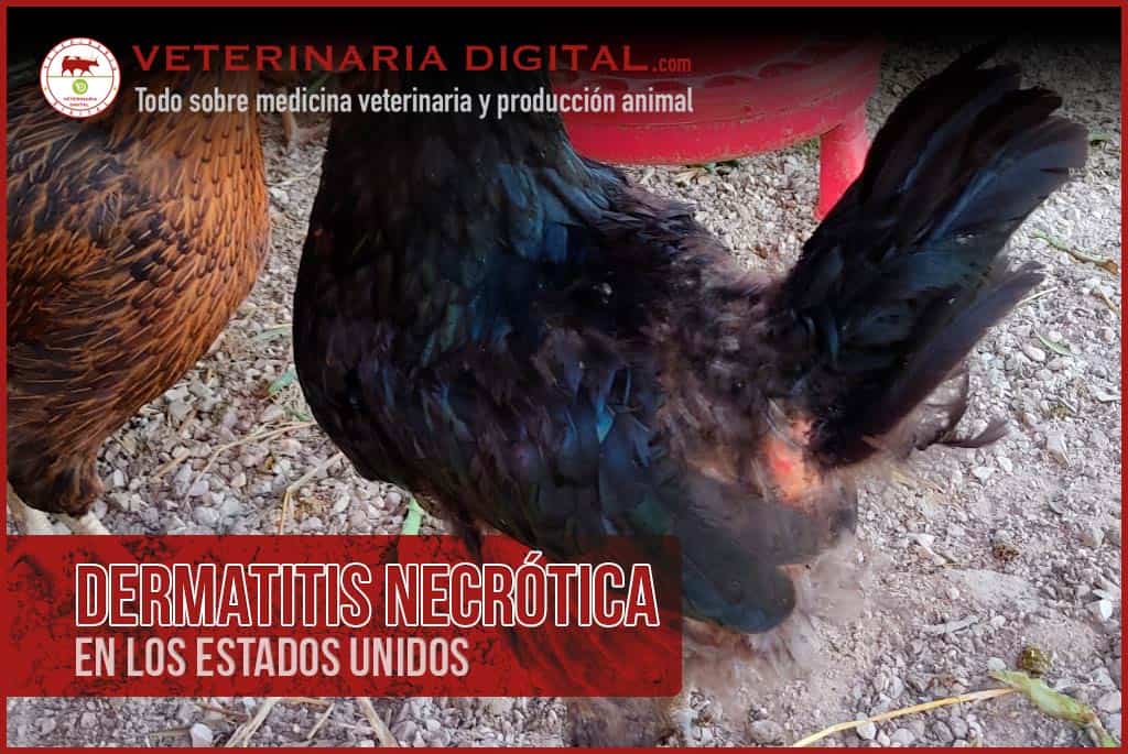 Dermatitis necrótica en los Estados Unidos