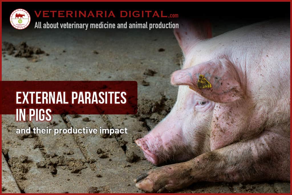 External parasites in pigs and their productive impact