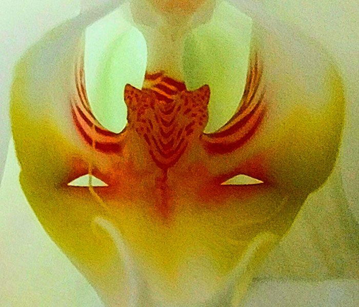 In the flower of Phalaenopsis
