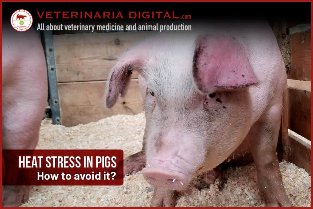 Heat stress in pigs: how to avoid it?