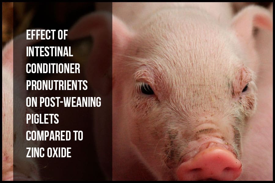 Effect of intestinal conditioner pronutrients on post-weaning piglets compared to zinc oxide